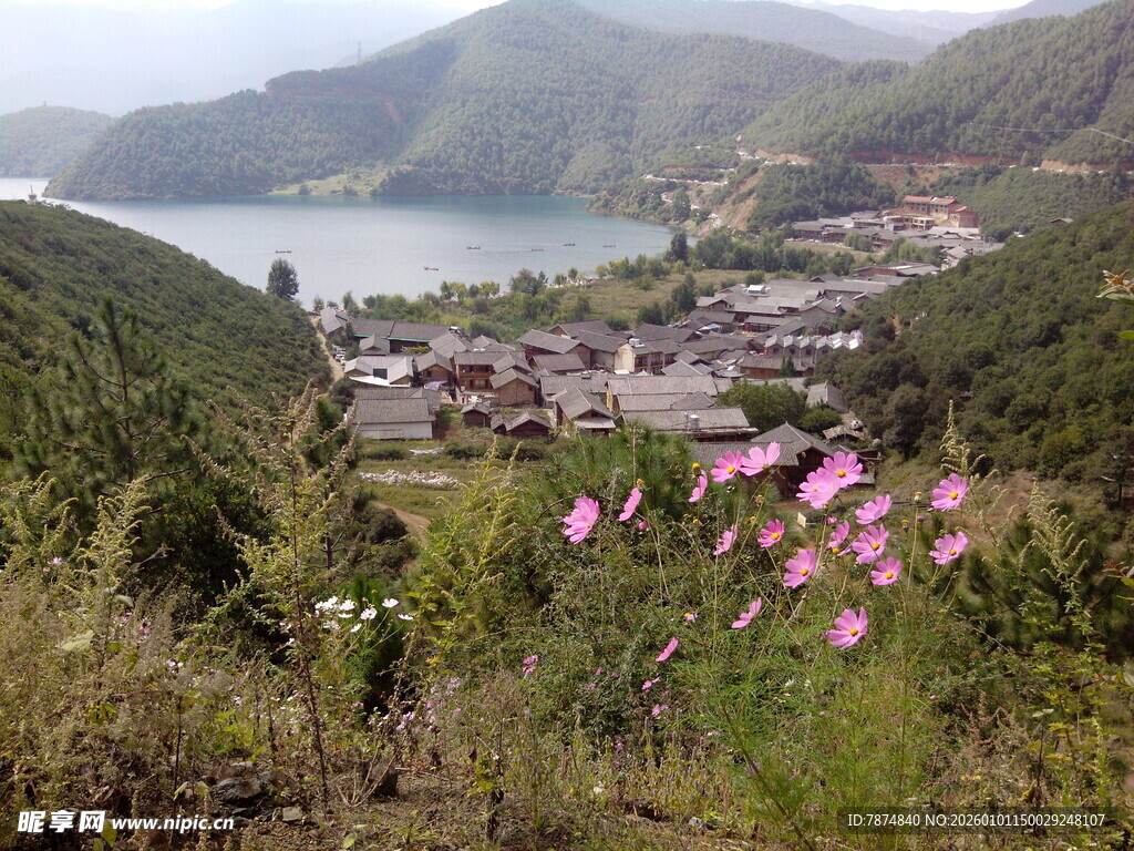 山间村落旁绽放的艳丽花朵