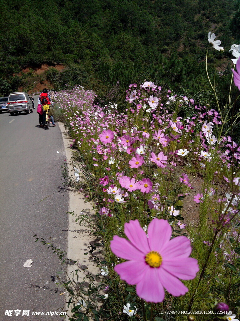 路边盛放的美丽格桑花