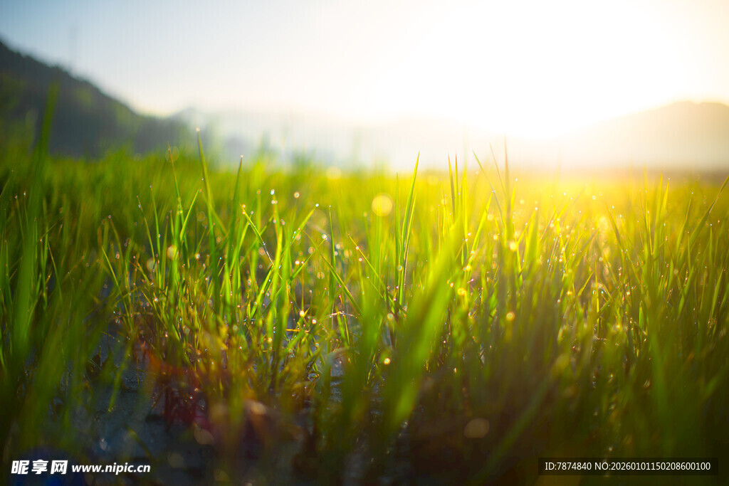 阳光照耀下的翠绿草地