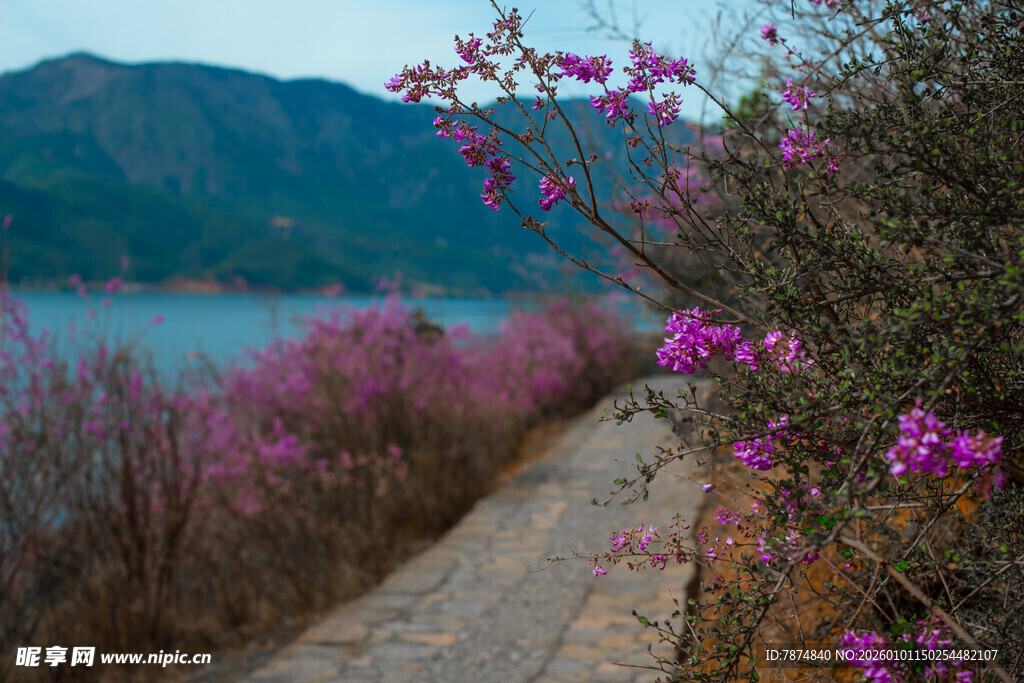 湖畔繁花伴小径