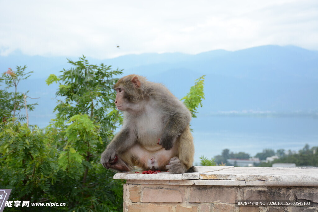 石台上的悠闲猴子