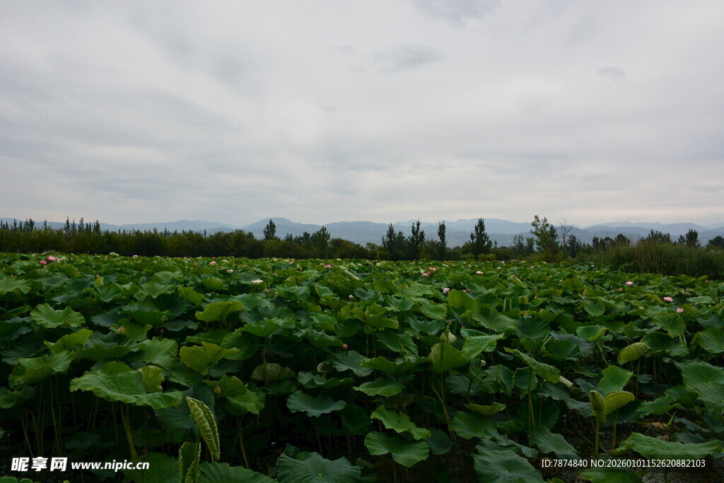 绿意盎然的农田景观