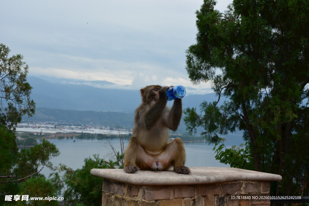 海边蹲坐的神秘石兽