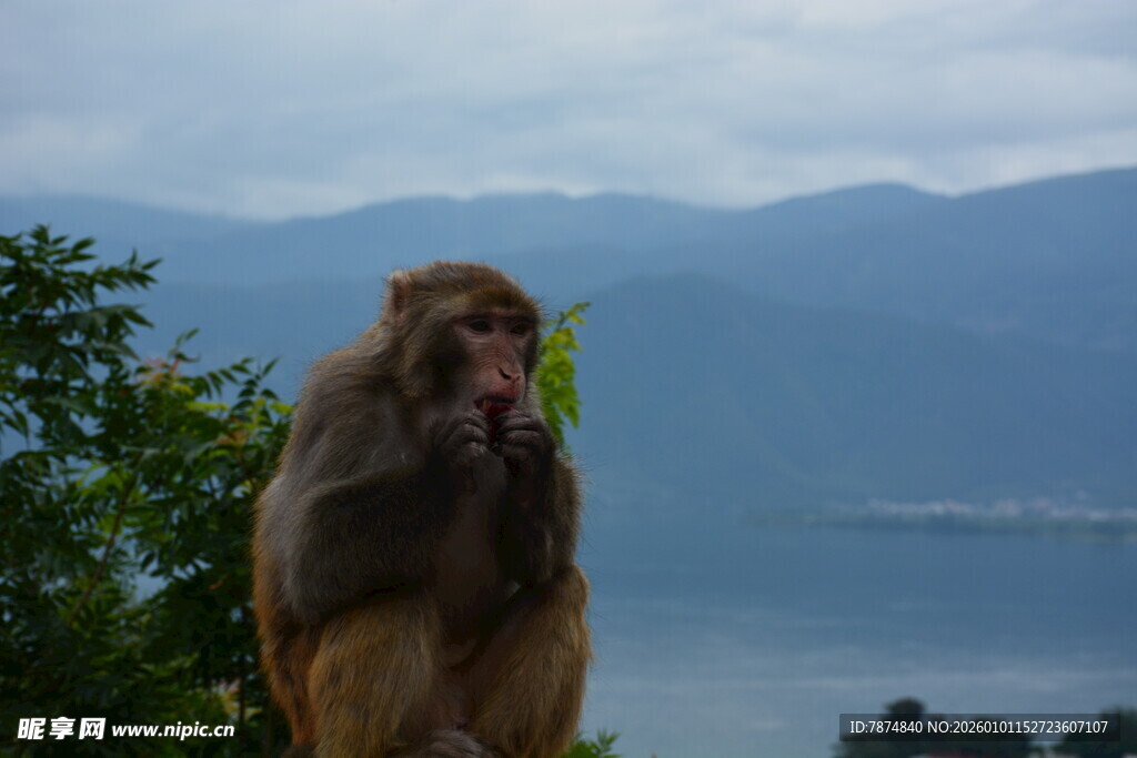 山间猕猴眺望远方美景