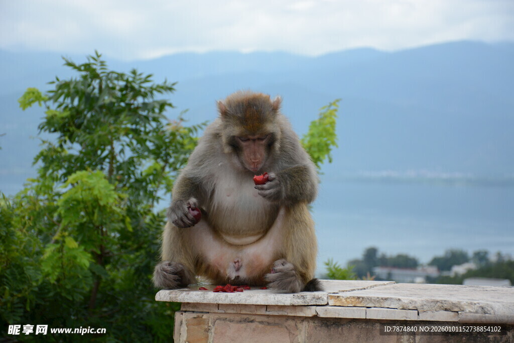 悠闲猴子坐于石台赏景