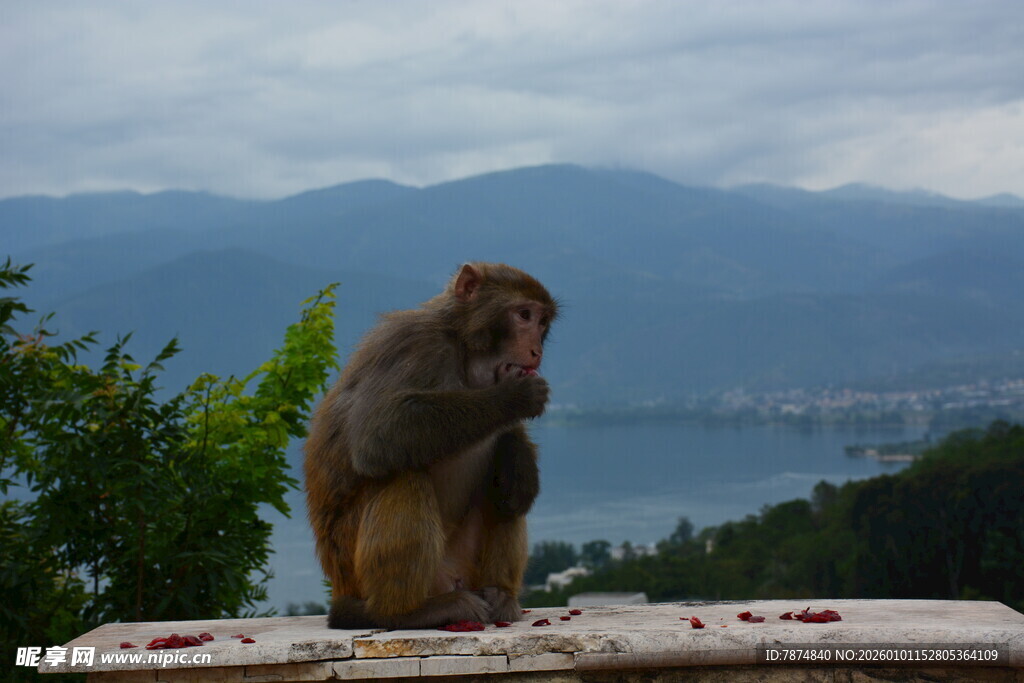 山间猴子独坐观景