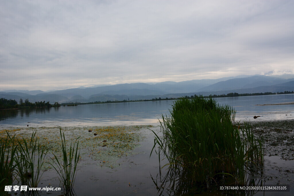 湖畔湿地景致