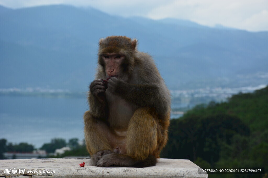 石上独坐的猴子
