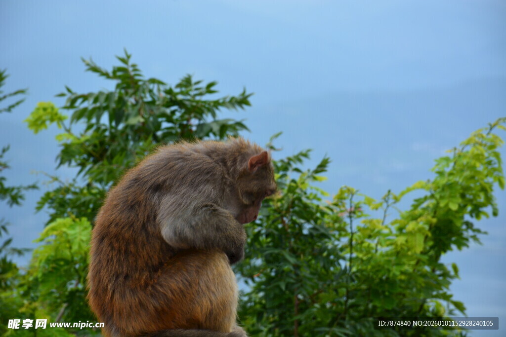 猴子于绿树间独自沉思