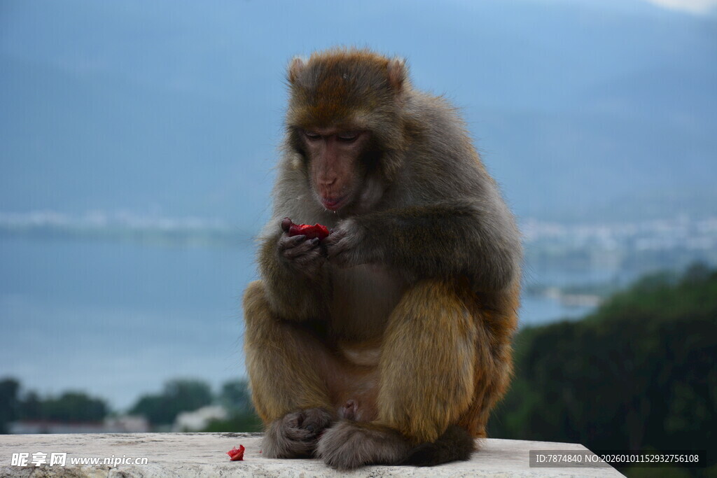 猴子坐立手持红色物体