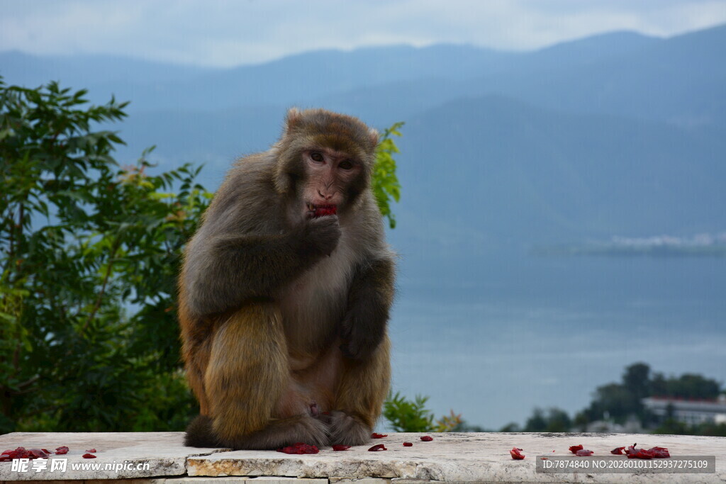 独坐赏景的猴子