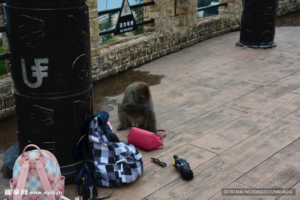 猴子好奇摆弄地上物品