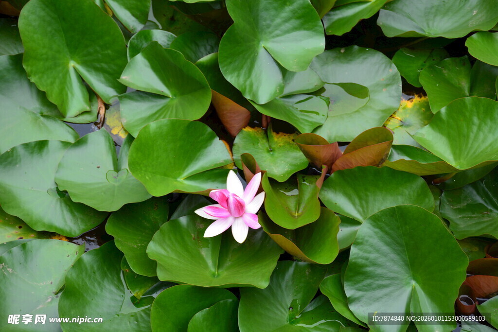 绿叶丛中绽放的粉色睡莲