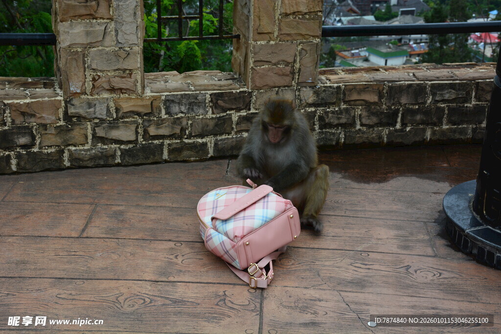 猴子好奇打量地上行李箱