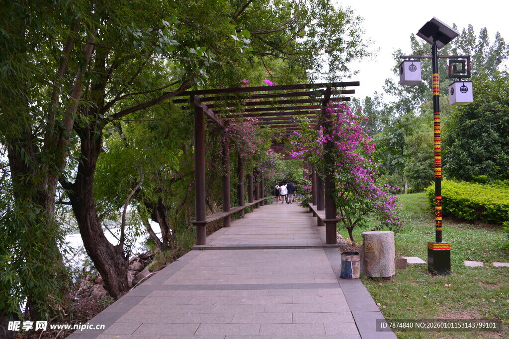 林荫步道的静谧美景