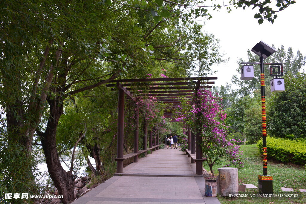 林荫步道上的浪漫花架