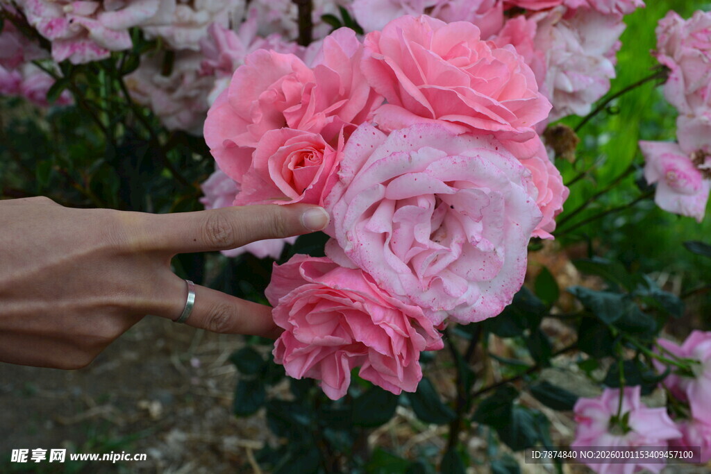 手触娇艳粉色月季花