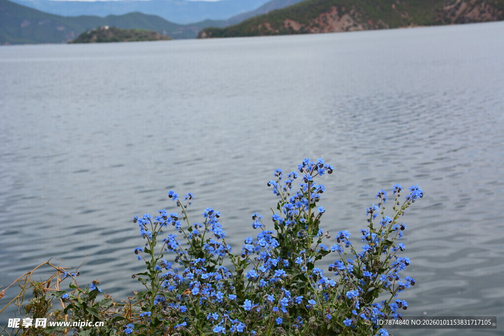 湖畔蓝花绽放的自然美景