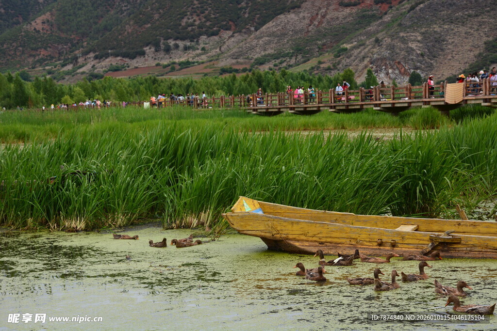 湖畔孤舟伴游鸭