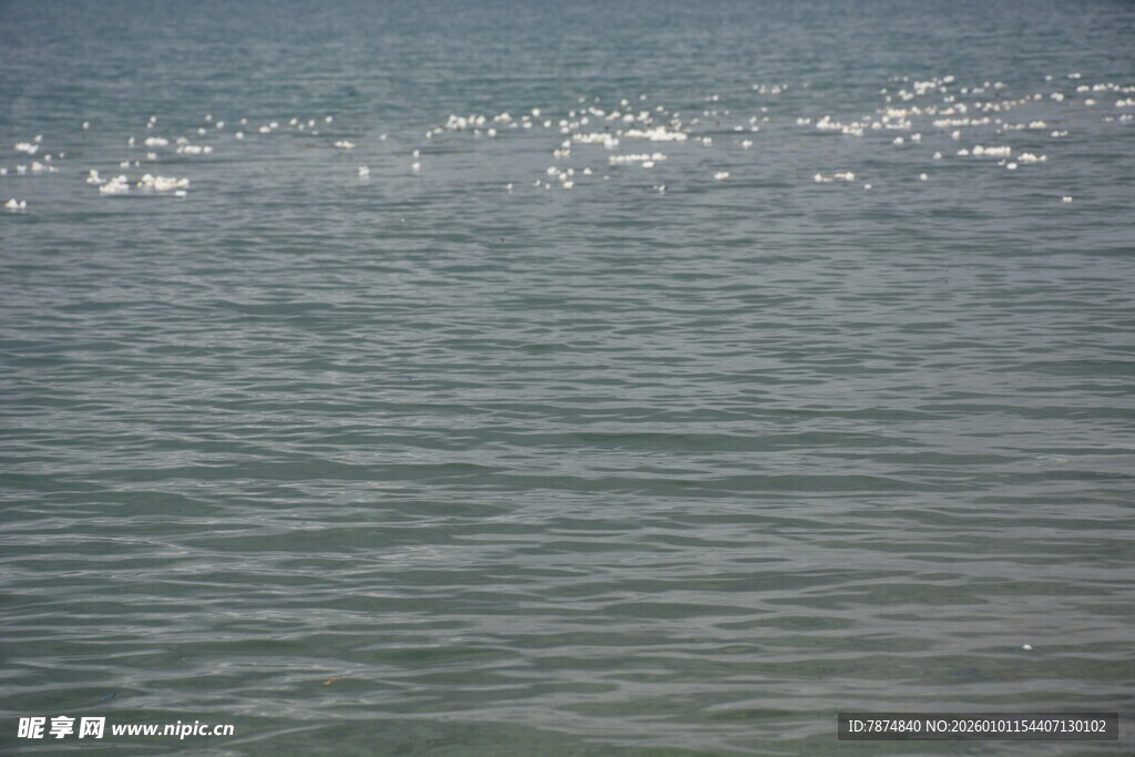 海面上成群飞翔的白色鸟儿
