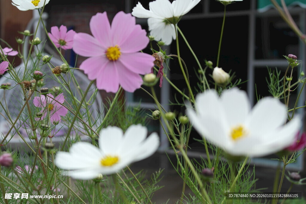 多彩波斯菊绽放庭院
