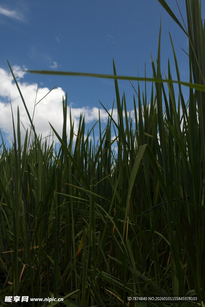 草地之上的蓝天与白云