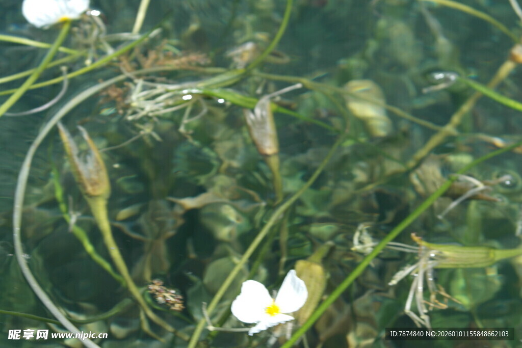 水中绽放的白色小花