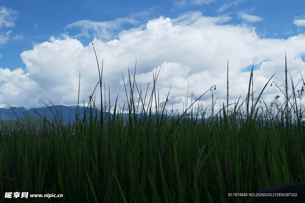 草原上的蓝天与茂盛青草