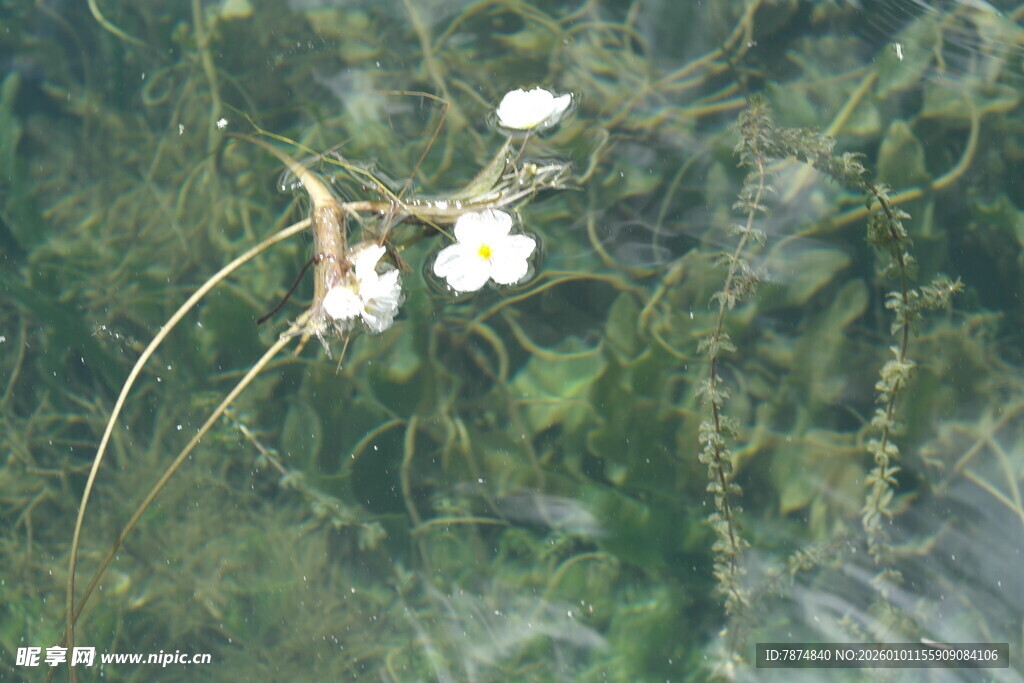 水中绽放的白色小花