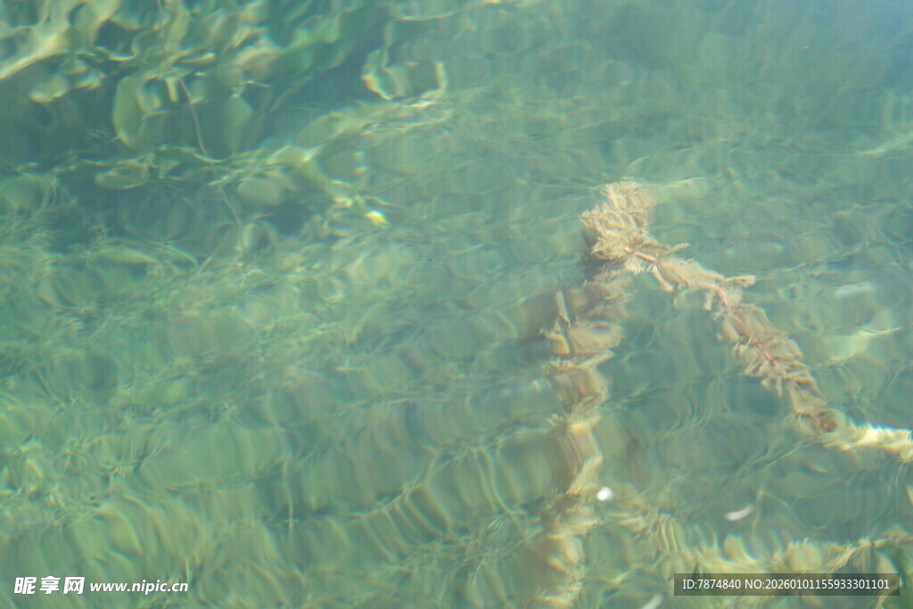 水下神秘植物景观