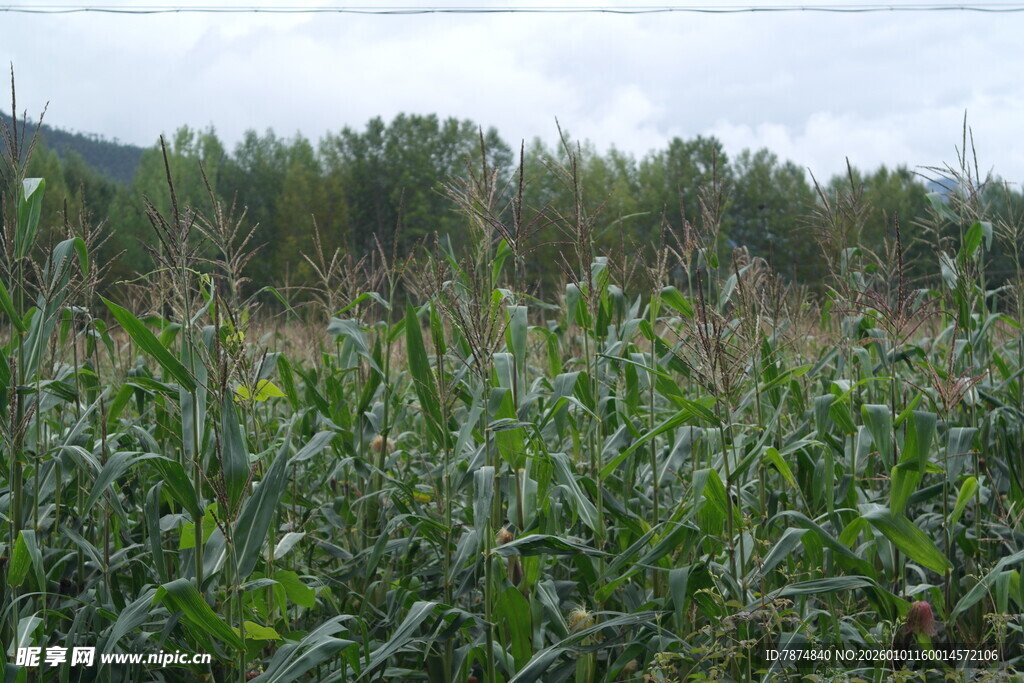 田野中的茂盛玉米植株
