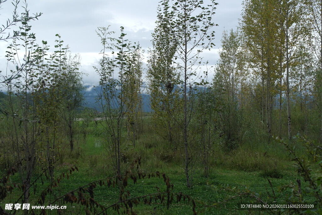 林间草地风光