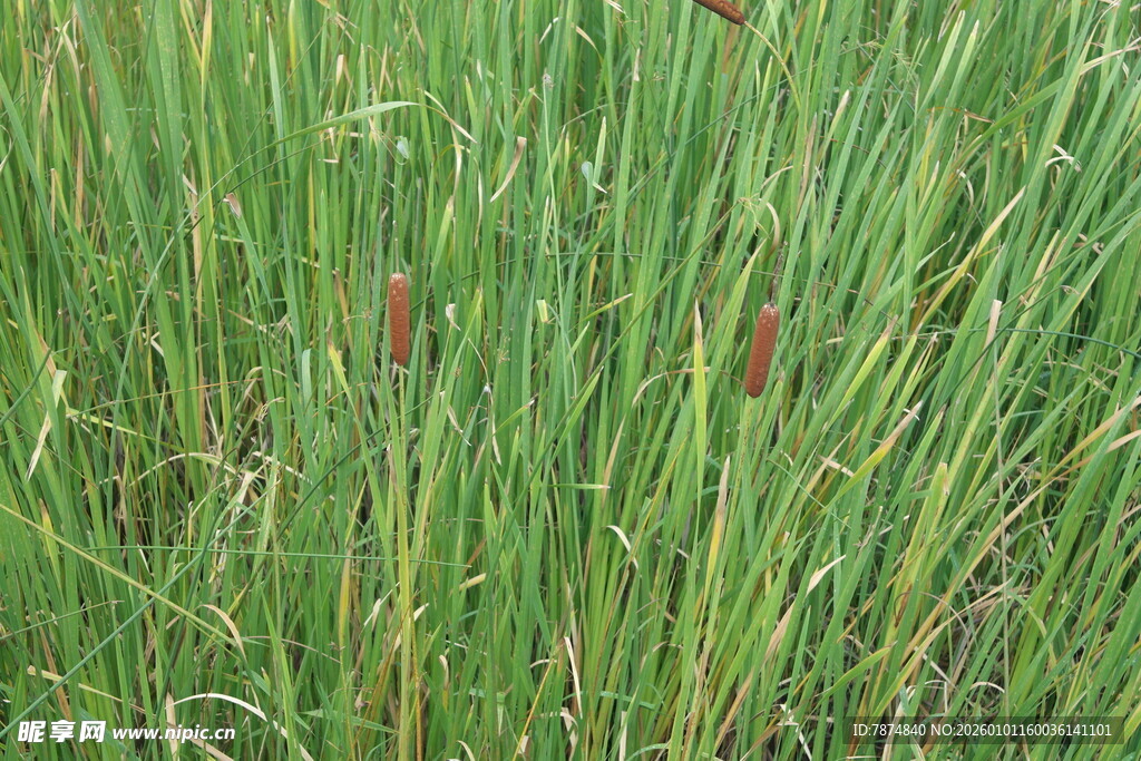绿色芦苇丛中的蒲棒