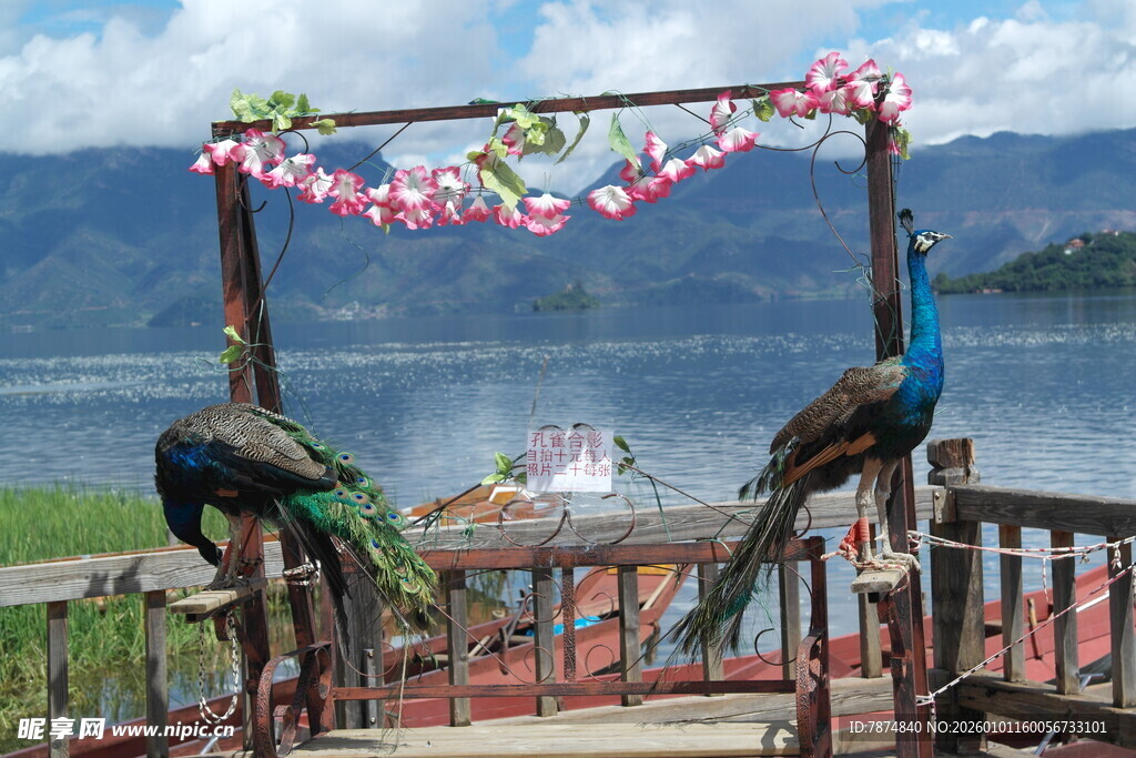 湖畔木架上的美丽孔雀