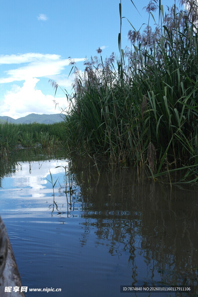 宁静河景 芦苇相伴