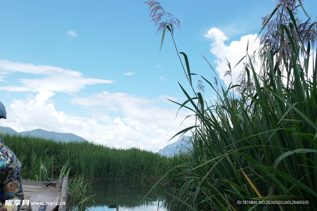 河畔芦苇与蓝天白云景致
