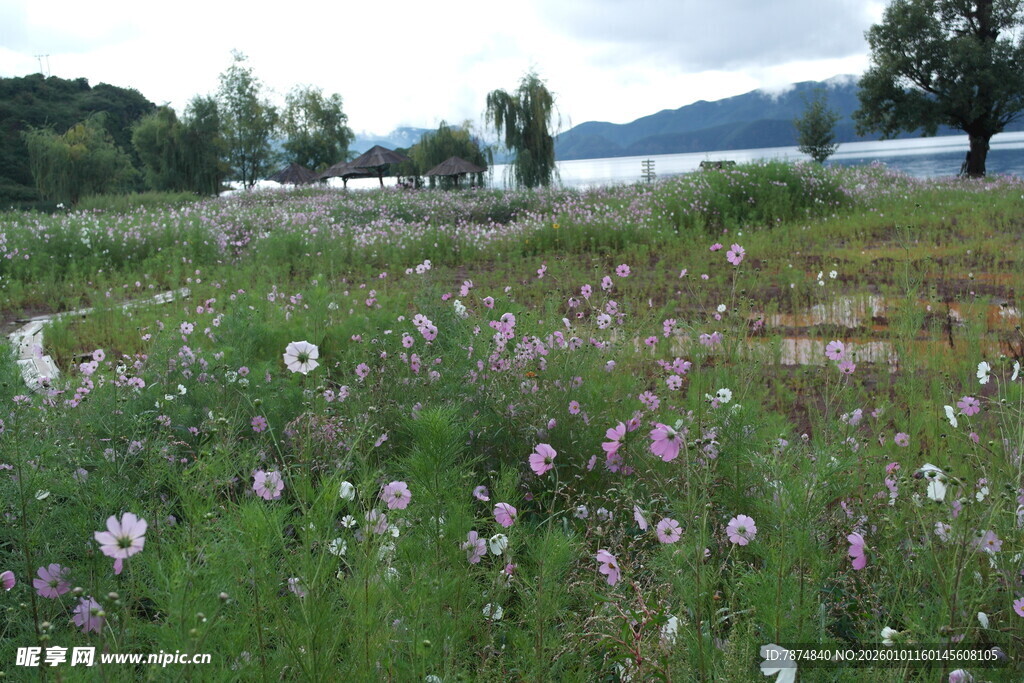 野外繁花盛开的美丽草地