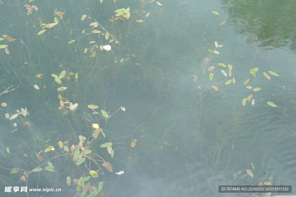 水面漂浮的绿色植物