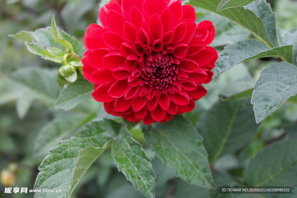 艳丽大丽花绽放