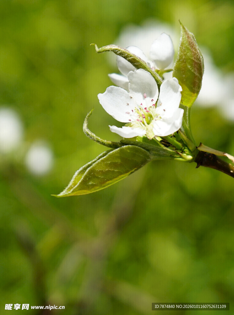 枝头绽放的白色娇艳花朵