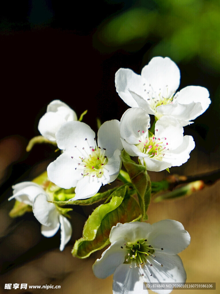 洁白梨花绽放枝头