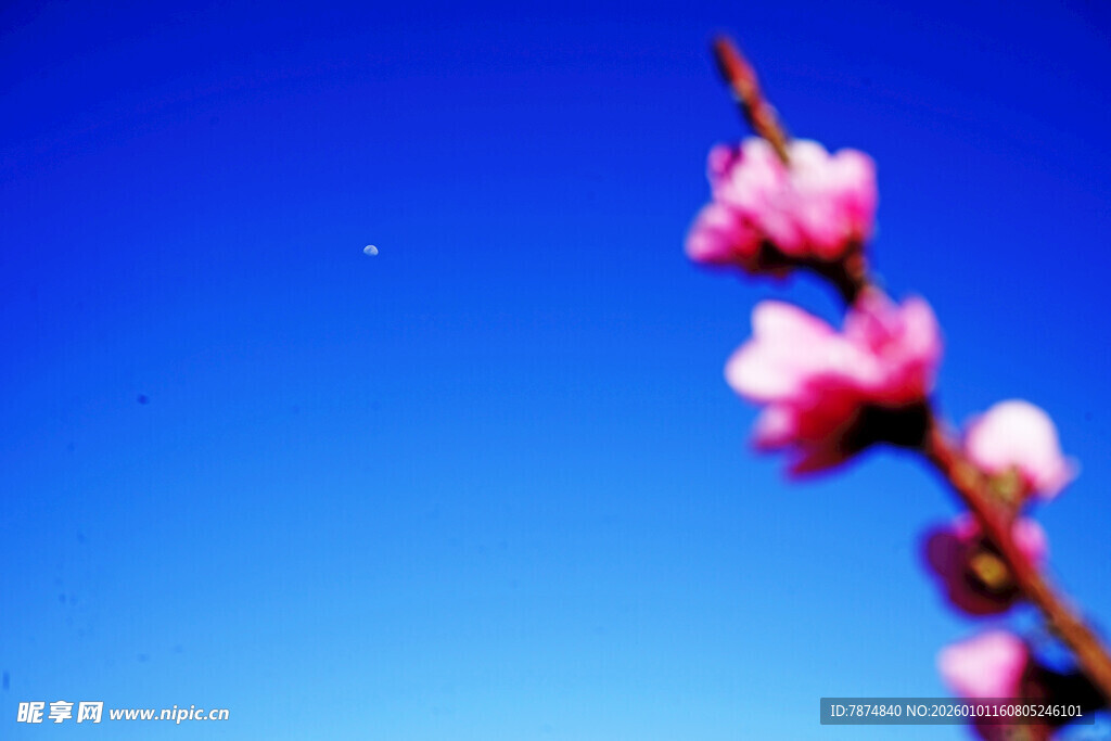 蓝天映衬下的娇艳桃花