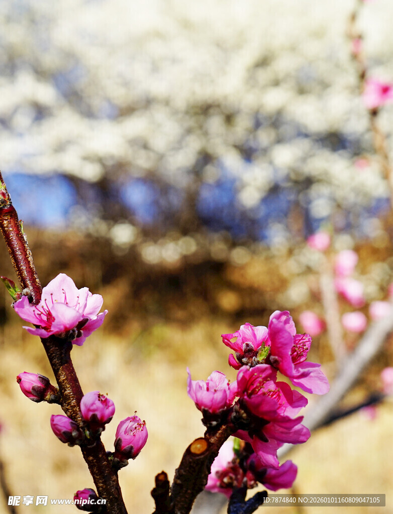 春日绽放的娇艳桃花