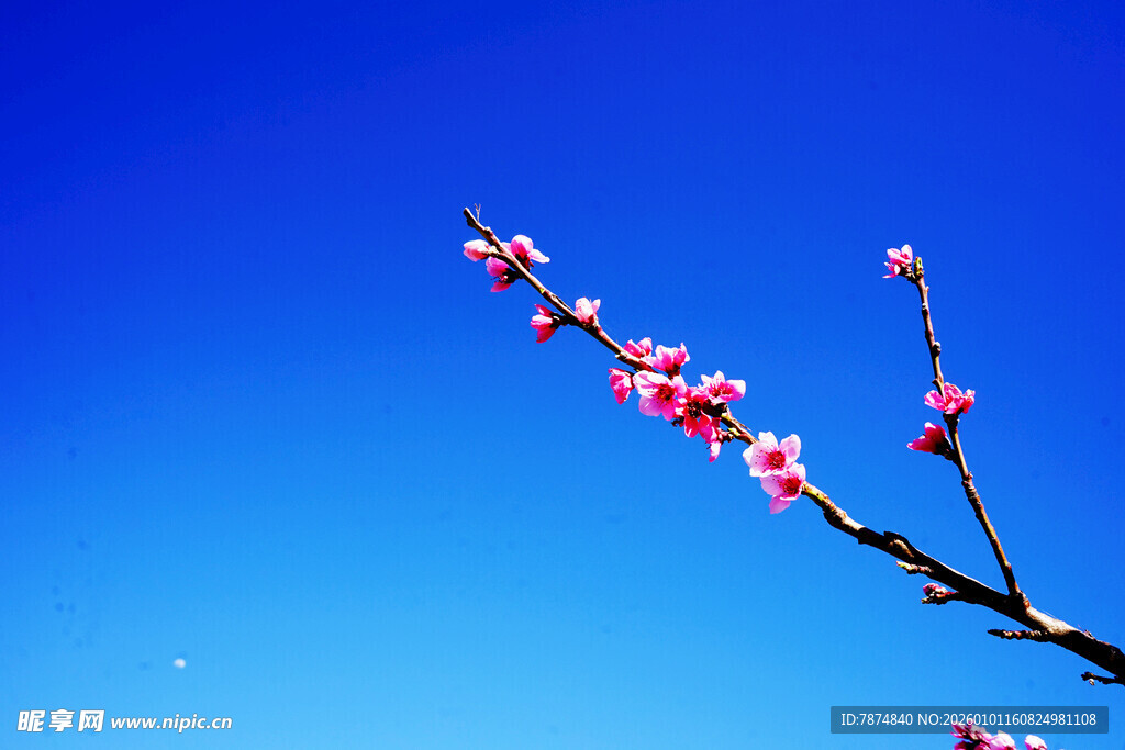 蓝天映衬下的粉嫩花枝