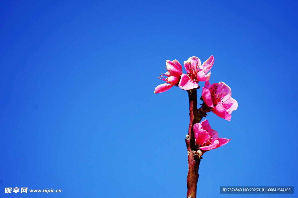 蓝天映衬下的娇艳桃花