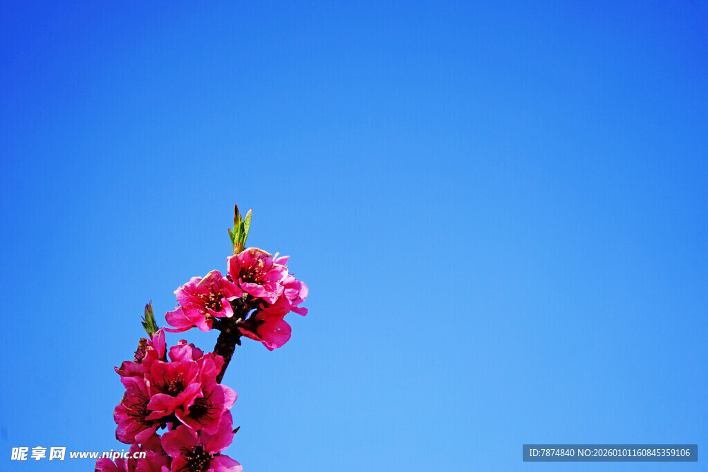 蓝天映衬下的艳丽桃花