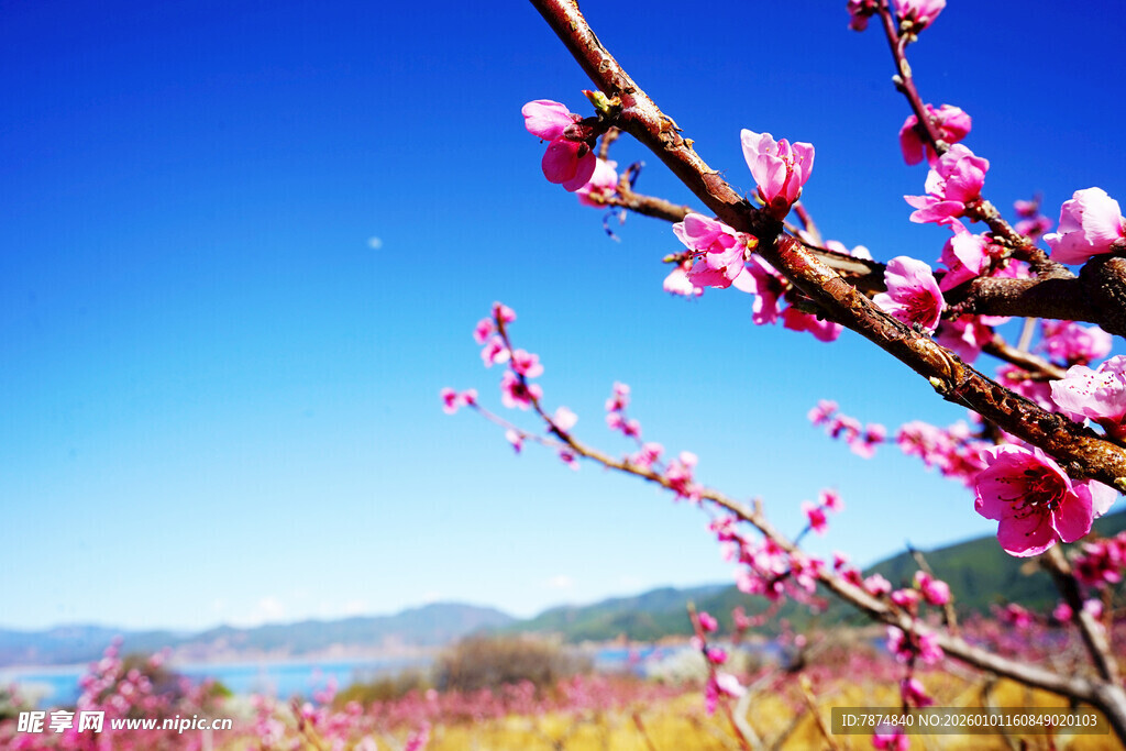 春日绽放的娇艳桃花