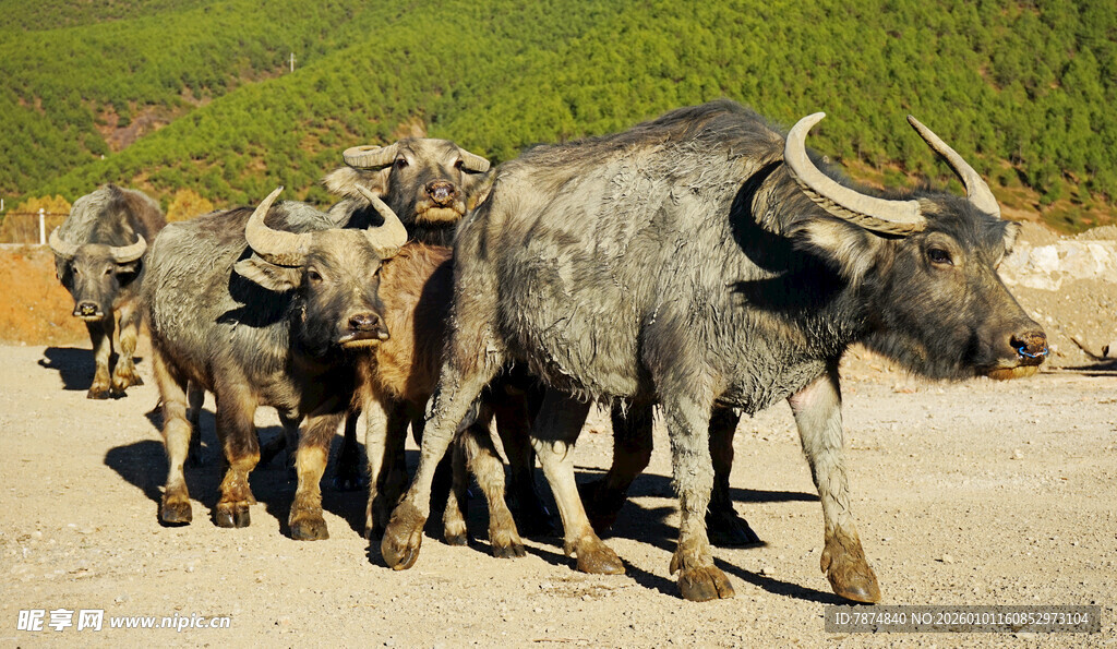 一群水牛行走在路上