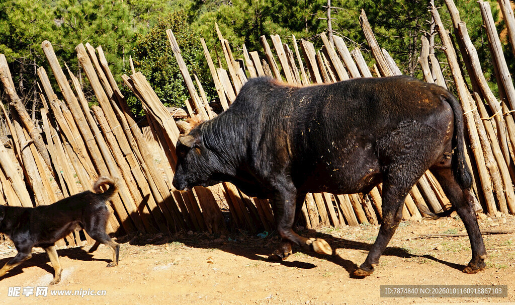 牛与狗对峙场景