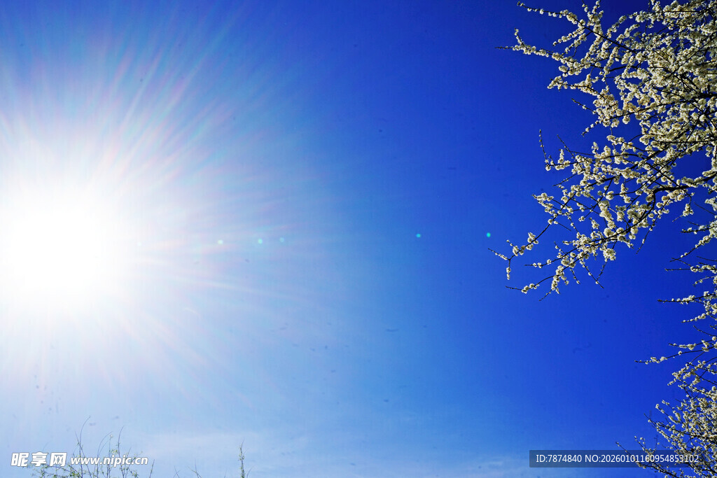 晴朗蓝天阳光与枝叶